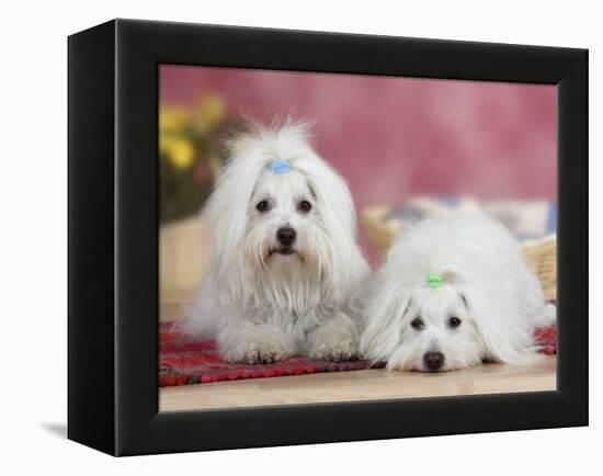 Two Coton De Tulear Dogs Lying on a Rug-Petra Wegner-Framed Premier Image Canvas