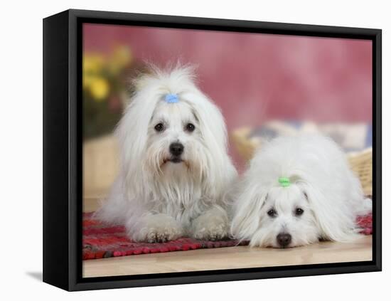 Two Coton De Tulear Dogs Lying on a Rug-Petra Wegner-Framed Premier Image Canvas