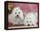 Two Coton De Tulear Dogs Lying on a Rug-Petra Wegner-Framed Premier Image Canvas