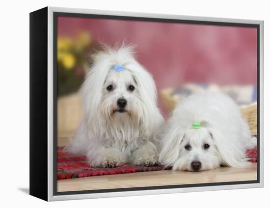 Two Coton De Tulear Dogs Lying on a Rug-Petra Wegner-Framed Premier Image Canvas