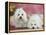 Two Coton De Tulear Dogs Lying on a Rug-Petra Wegner-Framed Premier Image Canvas