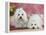 Two Coton De Tulear Dogs Lying on a Rug-Petra Wegner-Framed Premier Image Canvas