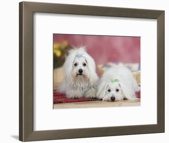Two Coton De Tulear Dogs Lying on a Rug-Petra Wegner-Framed Photographic Print