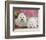 Two Coton De Tulear Dogs Lying on a Rug-Petra Wegner-Framed Photographic Print