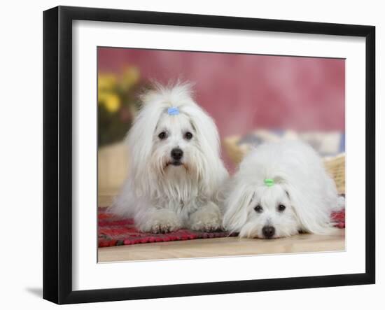 Two Coton De Tulear Dogs Lying on a Rug-Petra Wegner-Framed Photographic Print