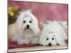 Two Coton De Tulear Dogs Lying on a Rug-Petra Wegner-Mounted Photographic Print