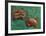 Two Crabs, 1889-Vincent Van Gogh-Framed Premium Giclee Print