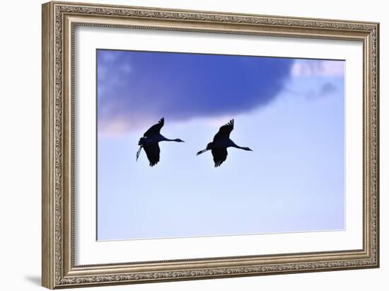 Two Cranes in the Flight-Reiner Bernhardt-Framed Photographic Print