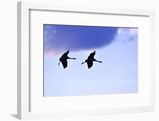 Two Cranes in the Flight-Reiner Bernhardt-Framed Photographic Print