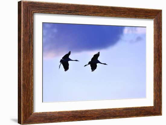 Two Cranes in the Flight-Reiner Bernhardt-Framed Photographic Print