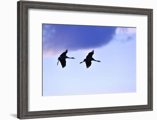 Two Cranes in the Flight-Reiner Bernhardt-Framed Photographic Print