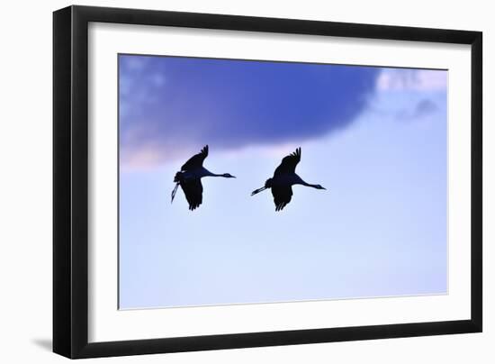 Two Cranes in the Flight-Reiner Bernhardt-Framed Photographic Print