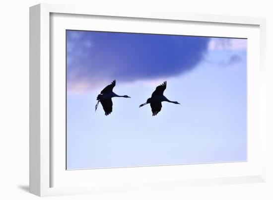 Two Cranes in the Flight-Reiner Bernhardt-Framed Photographic Print