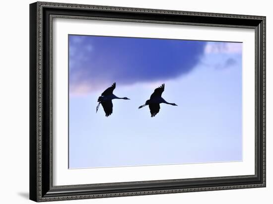 Two Cranes in the Flight-Reiner Bernhardt-Framed Photographic Print