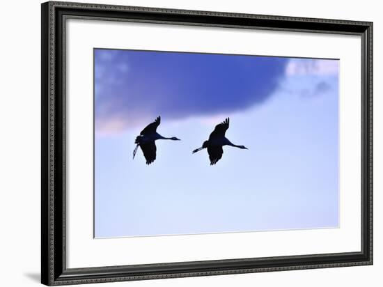 Two Cranes in the Flight-Reiner Bernhardt-Framed Photographic Print