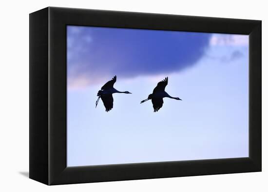 Two Cranes in the Flight-Reiner Bernhardt-Framed Premier Image Canvas