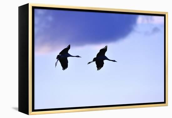 Two Cranes in the Flight-Reiner Bernhardt-Framed Premier Image Canvas