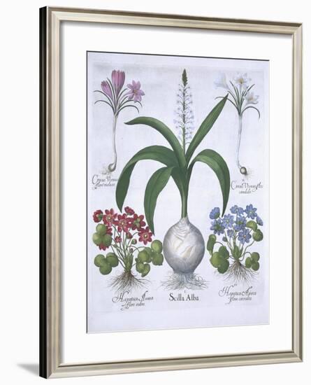 Two Crocuses, Two Hepatica, and a Scilla, from Hortus Eystettensis, by Basil Besler-null-Framed Giclee Print