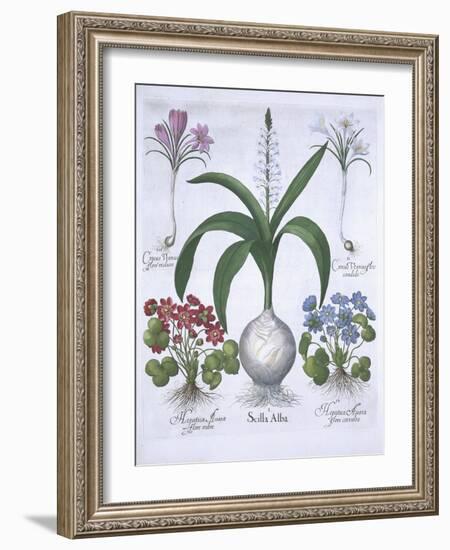 Two Crocuses, Two Hepatica, and a Scilla, from Hortus Eystettensis, by Basil Besler-null-Framed Giclee Print