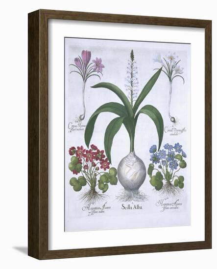 Two Crocuses, Two Hepatica, and a Scilla, from Hortus Eystettensis, by Basil Besler-null-Framed Giclee Print