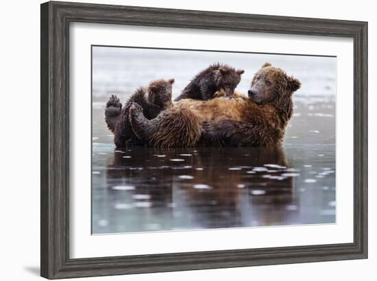 Two Cubs On And Next To Their Mother While Claming On The Coast Of Lake Clark NP In Alaska-Jay Goodrich-Framed Premium Photographic Print