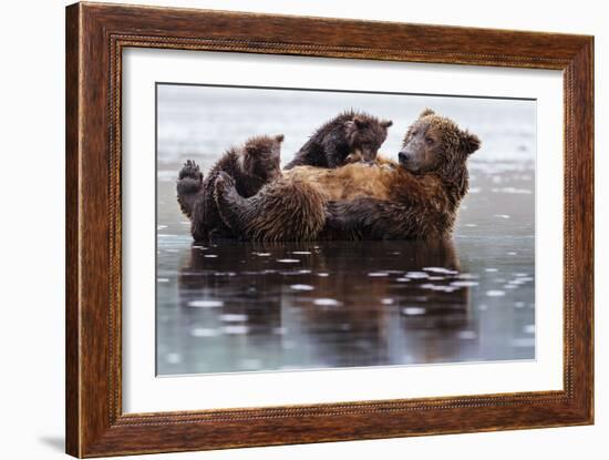 Two Cubs On And Next To Their Mother While Claming On The Coast Of Lake Clark NP In Alaska-Jay Goodrich-Framed Premium Photographic Print