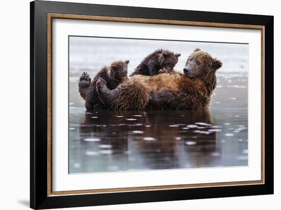 Two Cubs On And Next To Their Mother While Claming On The Coast Of Lake Clark NP In Alaska-Jay Goodrich-Framed Premium Photographic Print