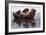 Two Cubs On And Next To Their Mother While Claming On The Coast Of Lake Clark NP In Alaska-Jay Goodrich-Framed Premium Photographic Print