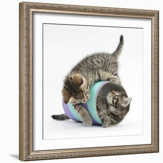 Two Cute Tabby Kittens, Stanley and Fosset, 7 Weeks, Playing with a Tube-Mark Taylor-Framed Photographic Print