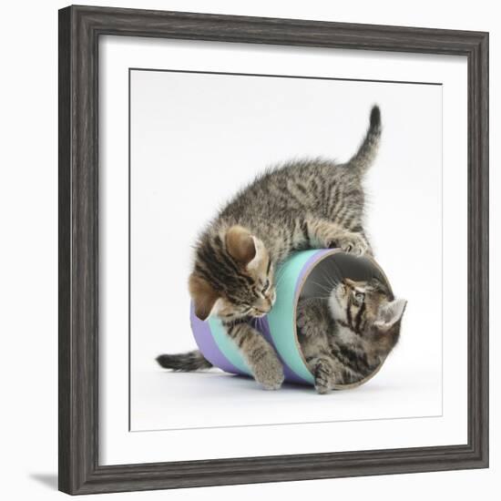 Two Cute Tabby Kittens, Stanley and Fosset, 7 Weeks, Playing with a Tube-Mark Taylor-Framed Photographic Print