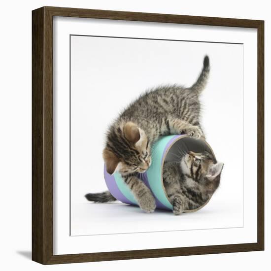 Two Cute Tabby Kittens, Stanley and Fosset, 7 Weeks, Playing with a Tube-Mark Taylor-Framed Photographic Print