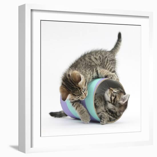 Two Cute Tabby Kittens, Stanley and Fosset, 7 Weeks, Playing with a Tube-Mark Taylor-Framed Photographic Print