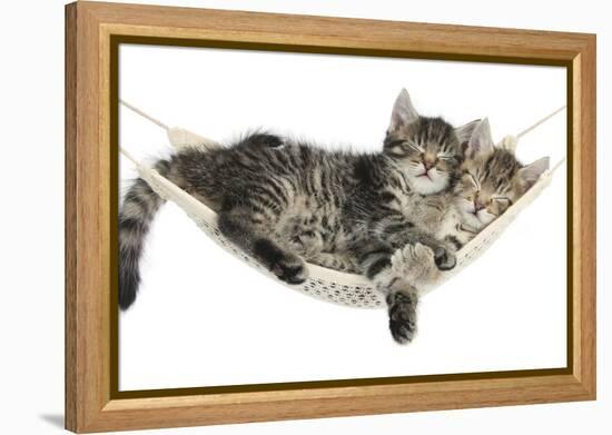 Two Cute Tabby Kittens, Stanley and Fosset, 7 Weeks, Sleeping in a Hammock-Mark Taylor-Framed Premier Image Canvas