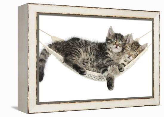 Two Cute Tabby Kittens, Stanley and Fosset, 7 Weeks, Sleeping in a Hammock-Mark Taylor-Framed Premier Image Canvas