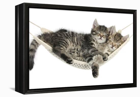 Two Cute Tabby Kittens, Stanley and Fosset, 7 Weeks, Sleeping in a Hammock-Mark Taylor-Framed Premier Image Canvas