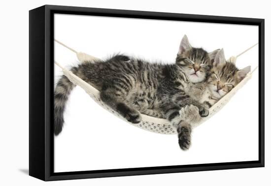 Two Cute Tabby Kittens, Stanley and Fosset, 7 Weeks, Sleeping in a Hammock-Mark Taylor-Framed Premier Image Canvas