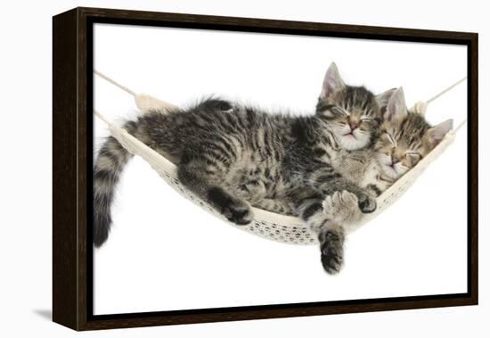 Two Cute Tabby Kittens, Stanley and Fosset, 7 Weeks, Sleeping in a Hammock-Mark Taylor-Framed Premier Image Canvas