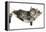 Two Cute Tabby Kittens, Stanley and Fosset, 7 Weeks, Sleeping in a Hammock-Mark Taylor-Framed Premier Image Canvas