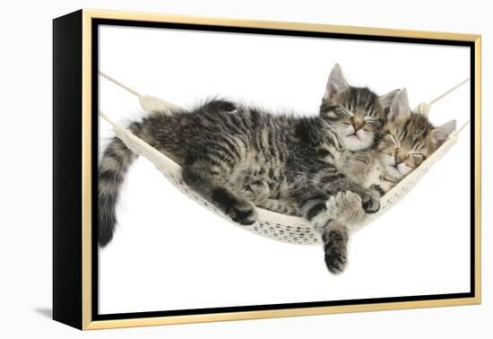 Two Cute Tabby Kittens, Stanley and Fosset, 7 Weeks, Sleeping in a Hammock-Mark Taylor-Framed Premier Image Canvas