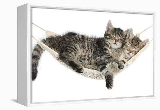 Two Cute Tabby Kittens, Stanley and Fosset, 7 Weeks, Sleeping in a Hammock-Mark Taylor-Framed Premier Image Canvas