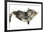 Two Cute Tabby Kittens, Stanley and Fosset, 7 Weeks, Sleeping in a Hammock-Mark Taylor-Framed Photographic Print