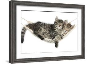 Two Cute Tabby Kittens, Stanley and Fosset, 7 Weeks, Sleeping in a Hammock-Mark Taylor-Framed Photographic Print
