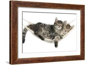 Two Cute Tabby Kittens, Stanley and Fosset, 7 Weeks, Sleeping in a Hammock-Mark Taylor-Framed Photographic Print