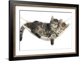 Two Cute Tabby Kittens, Stanley and Fosset, 7 Weeks, Sleeping in a Hammock-Mark Taylor-Framed Photographic Print