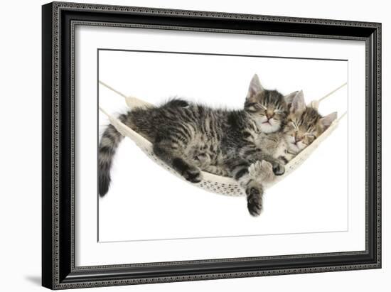 Two Cute Tabby Kittens, Stanley and Fosset, 7 Weeks, Sleeping in a Hammock-Mark Taylor-Framed Photographic Print