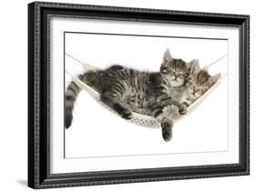 Two Cute Tabby Kittens, Stanley and Fosset, 7 Weeks, Sleeping in a Hammock-Mark Taylor-Framed Photographic Print