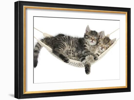 Two Cute Tabby Kittens, Stanley and Fosset, 7 Weeks, Sleeping in a Hammock-Mark Taylor-Framed Photographic Print