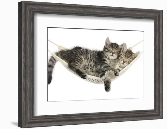 Two Cute Tabby Kittens, Stanley and Fosset, 7 Weeks, Sleeping in a Hammock-Mark Taylor-Framed Photographic Print