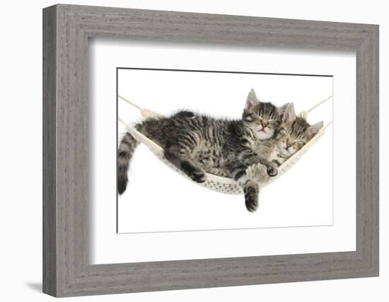 Two Cute Tabby Kittens, Stanley and Fosset, 7 Weeks, Sleeping in a Hammock-Mark Taylor-Framed Photographic Print