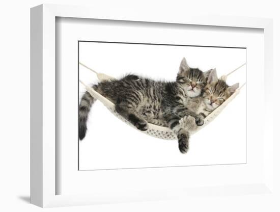 Two Cute Tabby Kittens, Stanley and Fosset, 7 Weeks, Sleeping in a Hammock-Mark Taylor-Framed Photographic Print